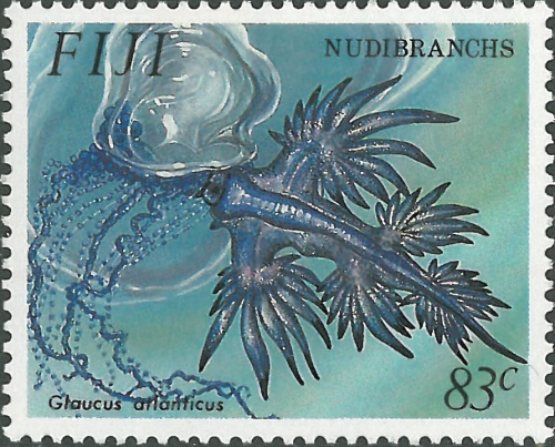 Glaucus atlanticus Glaucus atlanticus