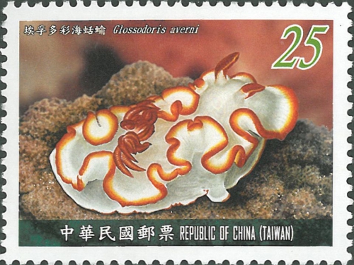 Glossodoris averni Glossodoris averni