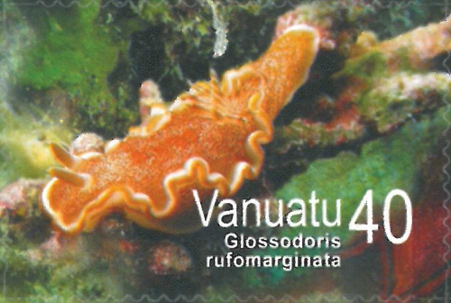 Glossodoris rufomarginata Glossodoris rufomarginata