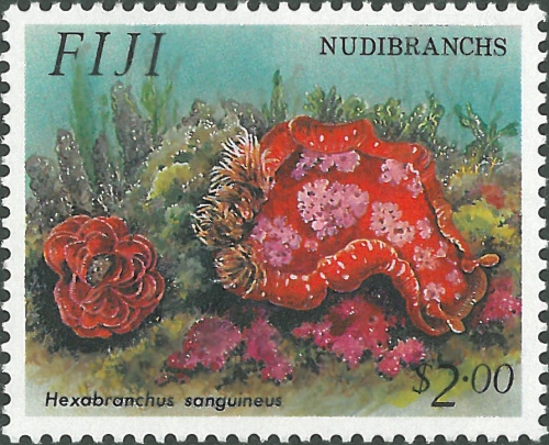Hexabranchus sanguineus Hexabranchus sanguineus