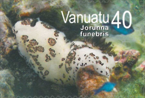 Jorunna funebris Jorunna funebris