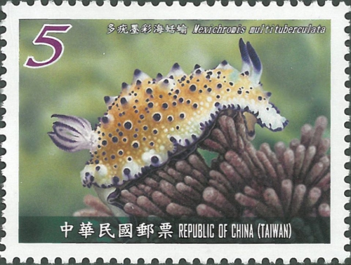 Mexichromis multituberculata Mexichromis multituberculata