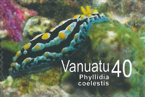 Phyllidia coelestis Phyllidia coelestis