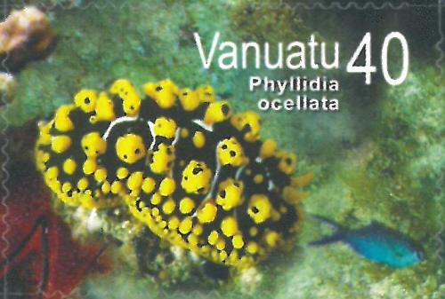 Phyllidia ocellata Phyllidia ocellata