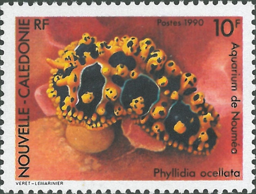 Phyllidia ocellata Phyllidia ocellata