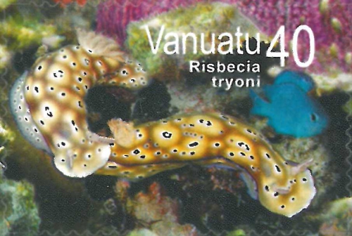 Risbecia tryoni Risbecia tryoni