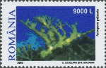 Acropora palmata
