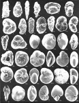 Foraminifera and Mollusca - Lake Melville