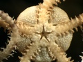 Ophiuroidea (brittle stars)