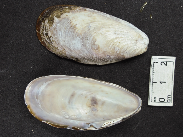 Modiolus modiolus (horse mussel) Modiolus modiolus (horse mussel)