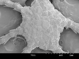 Ophiozonella hexactis, author: Str, Sabine