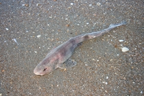 Hondshaai - Scyliorhinus canicula