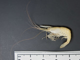 Palaemonetes vulgaris - marsh grass shrimp, author: Nozres, Claude