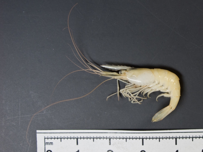 Palaemonetes vulgaris - marsh grass shrimp Palaemonetes vulgaris - marsh grass shrimp