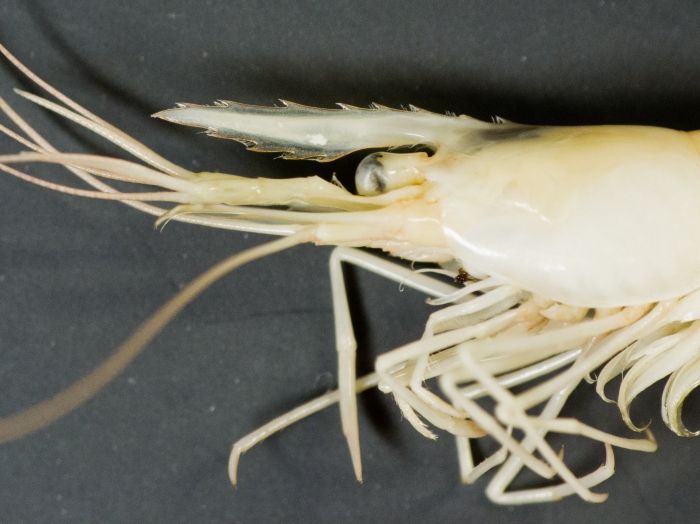 Palaemonetes vulgaris - marsh grass shrimp (rostrum) Palaemonetes vulgaris - marsh grass shrimp (rostrum)