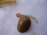 Hondshaai embryo, author: Dekee, Micha