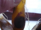 Hondshaai embryo