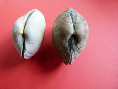 Weekdieren