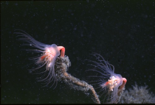 Picture of Tubularia indivisa Linnaeus, 1758