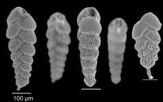 Bolivina italica Cushman 1936, author: Mendes, Isabel