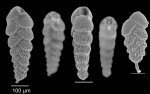Bolivina italica Cushman 1936