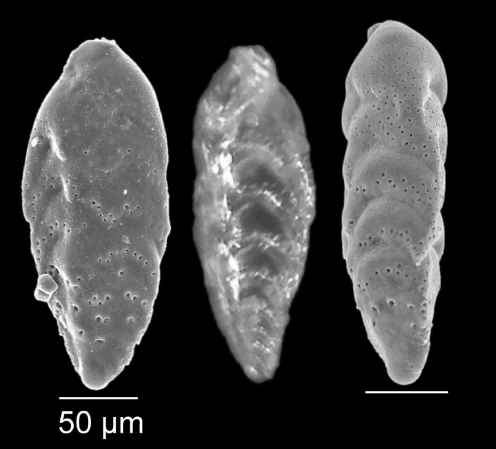 Bolivina catanensis Seguenza, 1862 Bolivina catanensis Seguenza, 1862