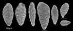 NOT Bolivina ordinaria Phleger & Parker, 1952 (compare with holotype)