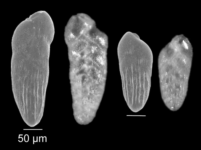 Bolivina striatula Cushman, 1922 Bolivina striatula Cushman, 1922