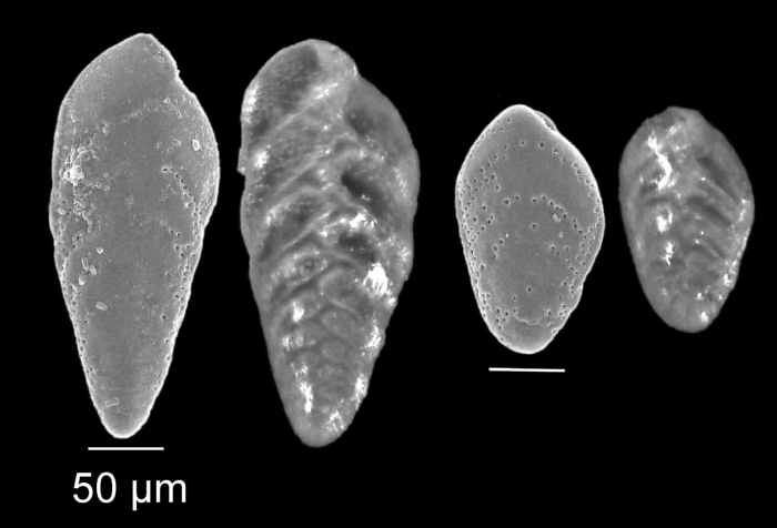 Brizalina dilatata (Reuss 1850) Brizalina dilatata (Reuss 1850)