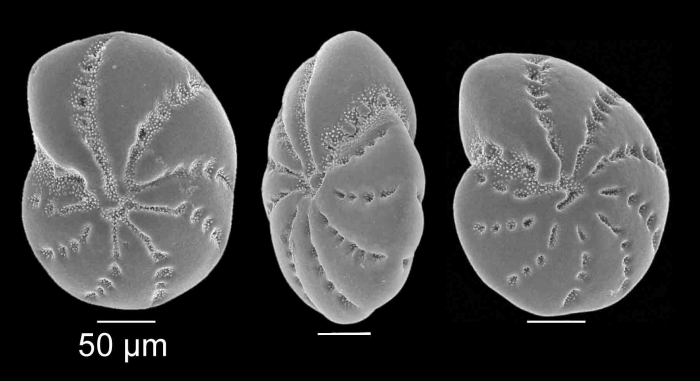 Elphidium excavatum (Terquem, 1875) Elphidium excavatum (Terquem, 1875)
