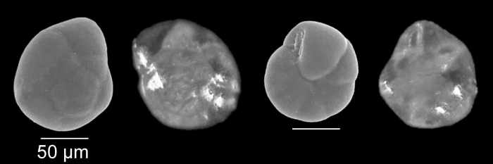 Epistominella vitrea Parker, 1953 Epistominella vitrea Parker, 1953