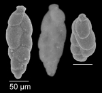 Hopkinsina atlantica Cushman, 1944