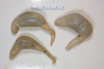 Sea cucumbers