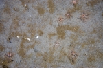 Sea cucumbers