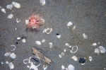 Echinoderms