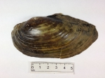 Anodonta cataracta - shell exterior, author: Fisheries and Oceans Canada, Claude Nozes