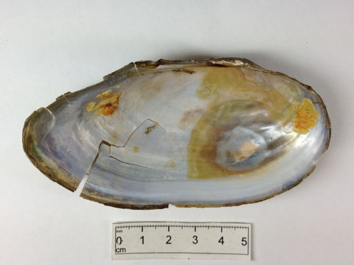 Anodonta cataracta - shell interior Anodonta cataracta - shell interior