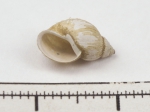 Molluscs