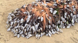 Pak Eendenmossels aan Ster der Zee