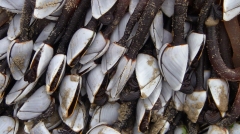 Eendenmossels bij Ster der Zee