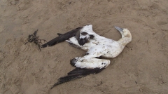 Vogels