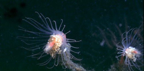 Picture of Tubularia indivisa Linnaeus, 1758