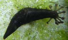 Polycheira fusca 