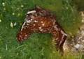 Aplysiidae