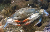 Callinectes sapidus, author: Eneman, Eddy Callinectes sapidus, author: Eneman, Eddy