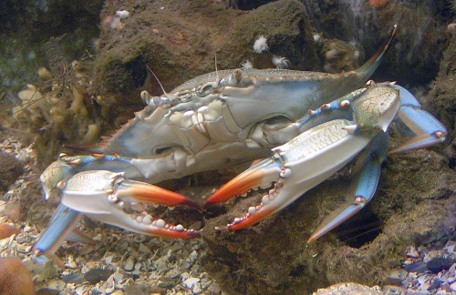 Callinectes sapidus