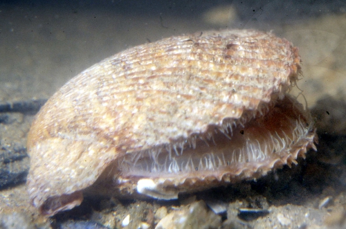 Chlamys varia Chlamys varia