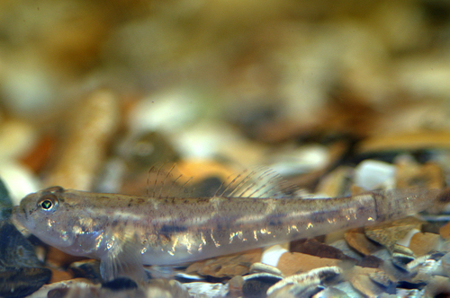 Pomatoschistus microps Pomatoschistus microps