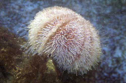 Echinus esculentus