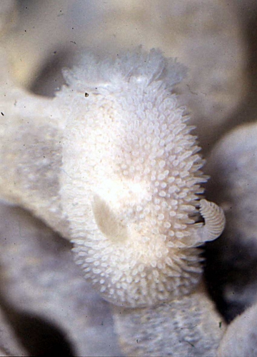 Acanthodoris pilosa